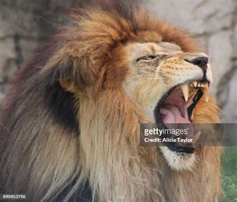 3098 Lion Roar Stock Photos High Res Pictures And Images Getty Images