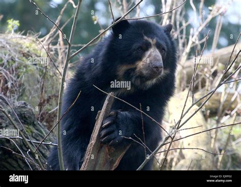 Spectacled Bear Paws Hi Res Stock Photography And Images Alamy