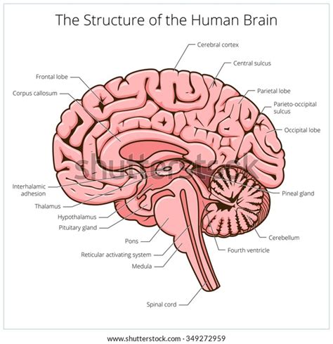 Structure Human Brain Section Schematic Vector Stock Vector Royalty