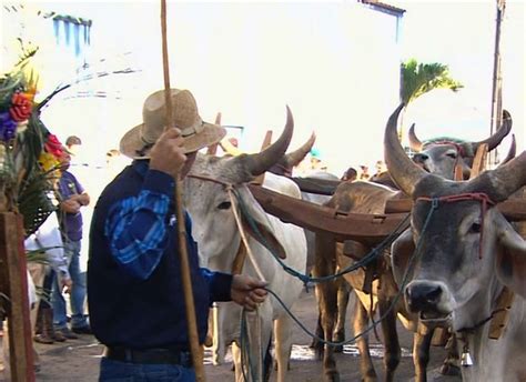 G Carreiros Fazem Tradicional Desfile De Carros De Boi Pelas Ruas De