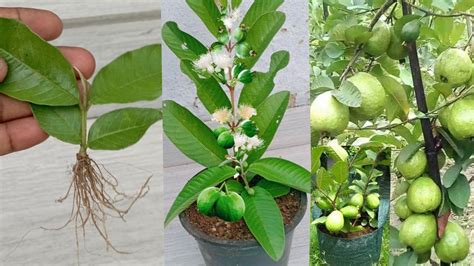 Great Technique For Grafting Guava Tree Growing Fast With Aloe Vera