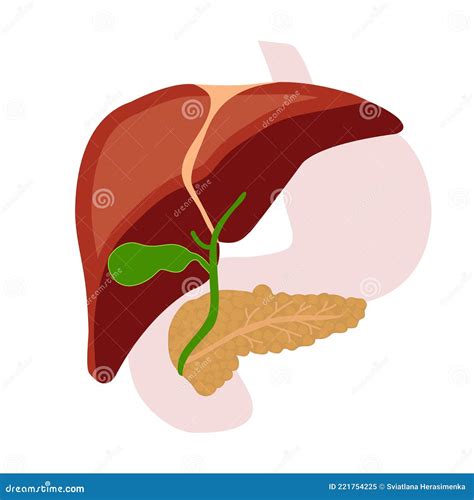 Human Liver Pancreas Gallbladder Vector Flat Illustration Stock