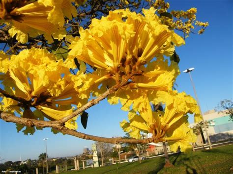 Ipê Amarelo Árvore Símbolo do Brasil Ipê amarelo Tabebuia