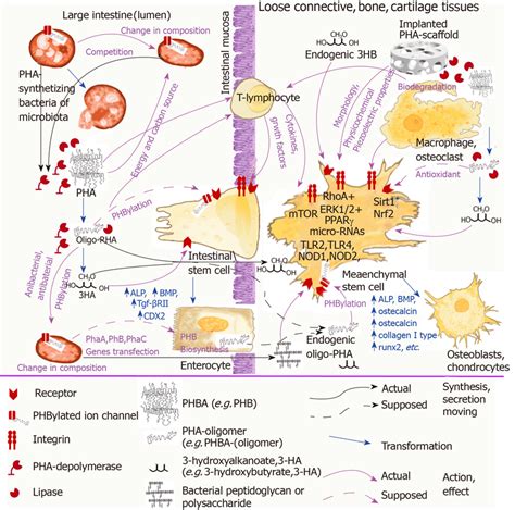 The Scheme Illustrating The Association Of PHA Natural Functions With