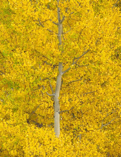 Aspen Trunk Photograph By Robert Hirsch Fine Art America