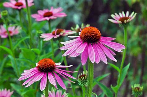 All About Coneflowers Tuxedo Yard Care