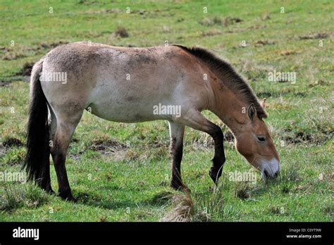 Przewalskiipferd Fotos und Bildmaterial in hoher Auflösung Alamy