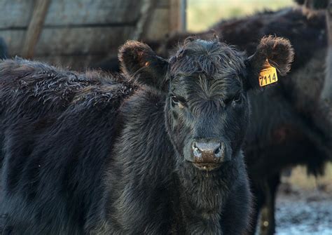 Aberdeen Angus bull 10513397 Stock Photo at Vecteezy