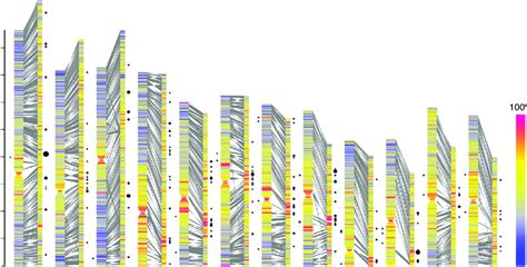 Characterization Of 1597 Collinear Gene Blocks Between O Granulata And Download Scientific