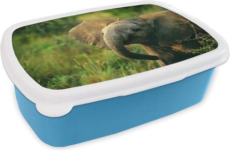 Broodtrommel Blauw Lunchbox Brooddoos Afrikaanse Olifant Met