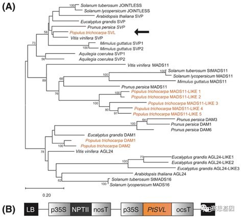 Hortic ResSVL在杨树中的过度表达会推迟并减少田间种植树木的开花 知乎