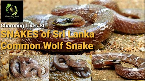 Snakes Of Sri Lanka Common Wolf Snake Reptiles Alu Radanakaya