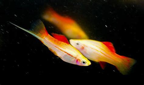 Pineapple Swordtail Xiphophorus Helleri Dan S Fish