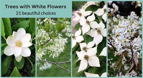 Names Of Flowering Trees