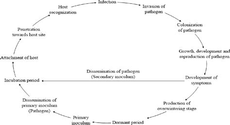 Figure 1 From A Comprehensive Assessment Of Verticillium Wilt Of Potato