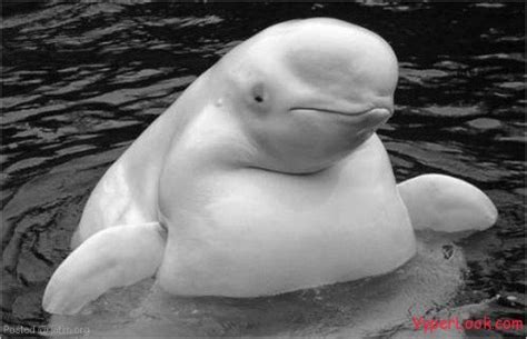 Incredibly Fat Animals | Amazing Things