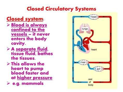 Ppt Circulatory Systems Powerpoint Presentation Free Download Id