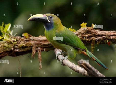 Emerald Toucanet Aulacorhynchus Prasinus Costa Rica Stock Photo Alamy