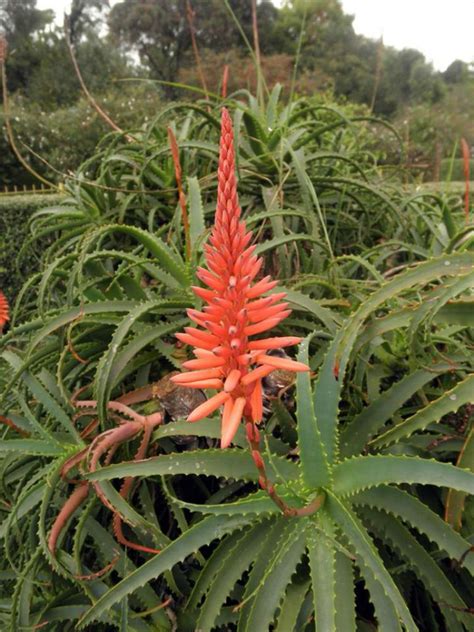 Aloe Arborescens Is A Large Multi Headed Sprawling Succulent Up To