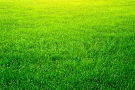 Green grass background | Stock image | Colourbox