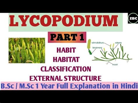 Lycopodium Part It S Classification Characteristic External