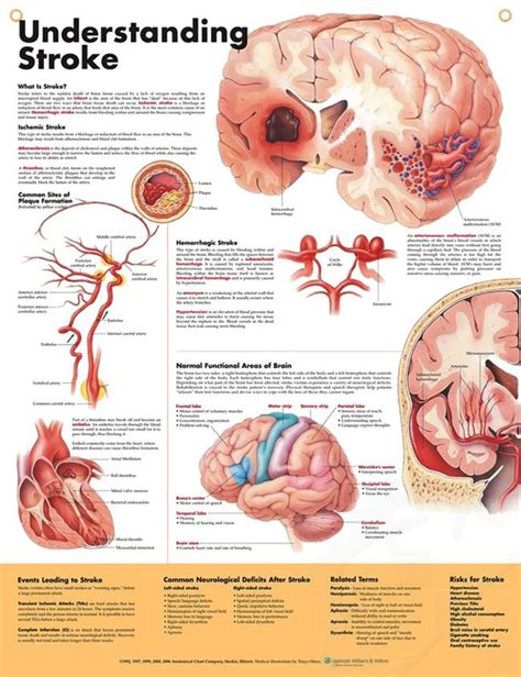 17 Best images about Brain and Eye anatomy on Pinterest | Ha definition ...