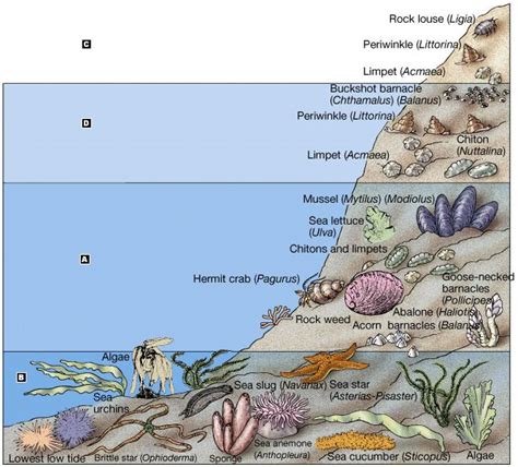 INTERTIDAL ZONE CLIPART - 87px Image #16