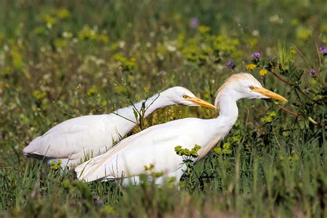 A Pair Of Cattle Egrets Has Found Each Other Photograph By Ursula