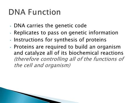 Dna Function