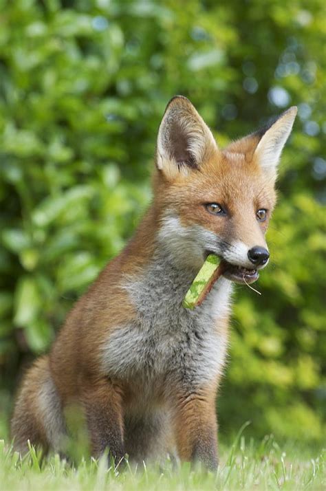 Red Fox Eating Watermelon Photograph By Luke Golobitsh Pixels