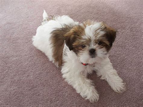 What Is A Good Name For A Boy Shih Tzu The Criteria