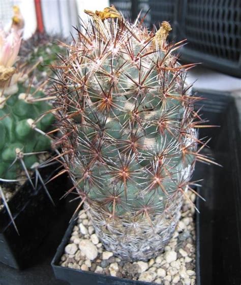 Coryphantha Echinoidea Slp Zac