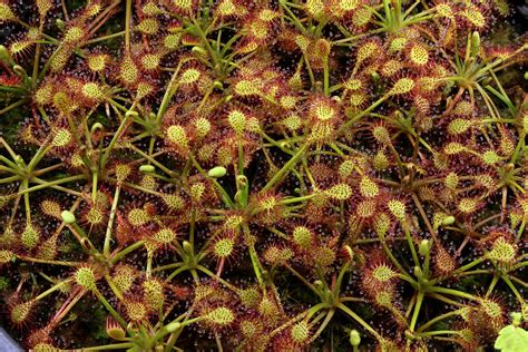 Drosera Intermedia Gran Sabana Andy D Flickr