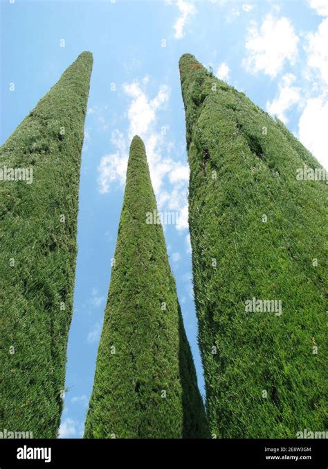 France French Cypress Trees Hi Res Stock Photography And Images Alamy