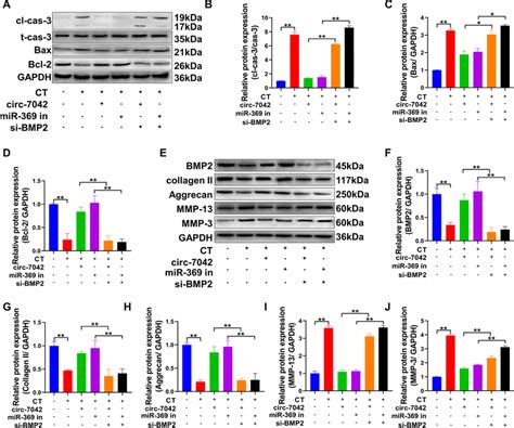 Circ 7042 Regulates The Expression Of Apoptosis And Collagen