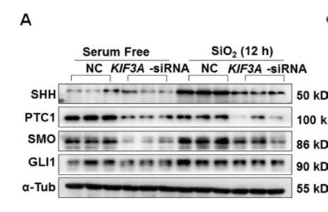 Gapdh Antibody Affinity Biosciences Ltd