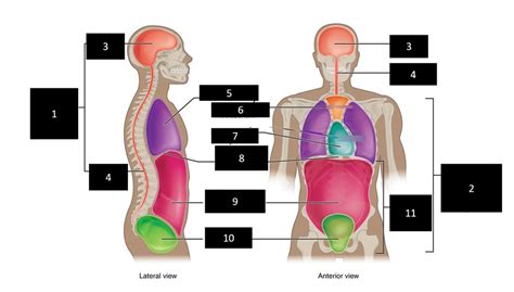 Body Cavities And Membranes Diagram Quizlet