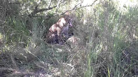 Leopards Mating At Savanna Lodge Sabi Sand Game Reserve Youtube