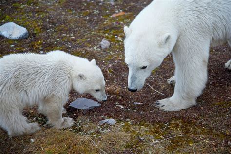 bear species