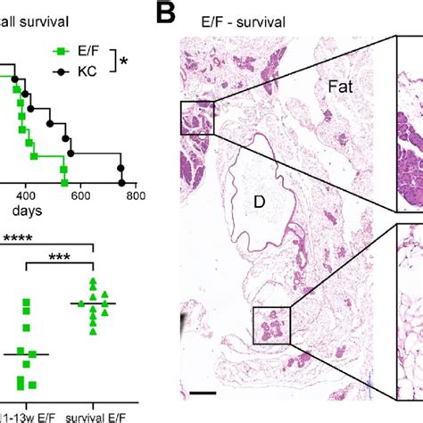 Expression Of Ewsr1 Fli1 In Pancreas Cells Induces Adm Formation A