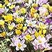 Amazon Votaniki Species Crocus Mix Bulbs Perennial Purple