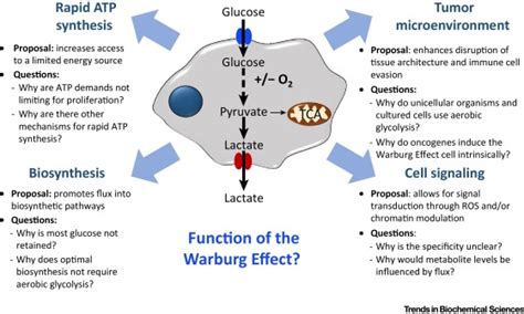 The Warburg Effect How Does It Benefit Cancer Cells Trends In