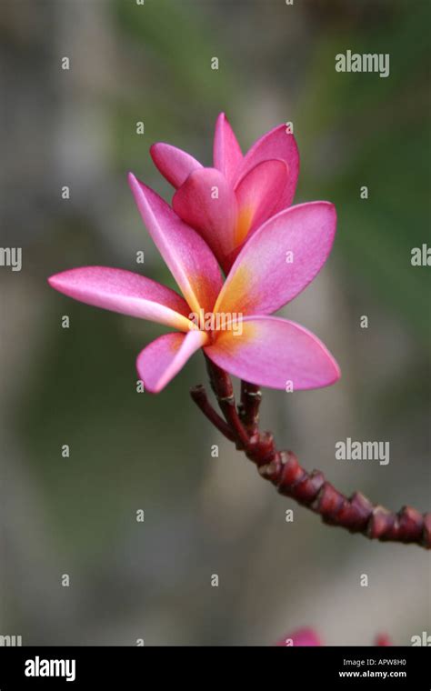 Nosegaytree Plumeria Alba Hi Res Stock Photography And Images Alamy