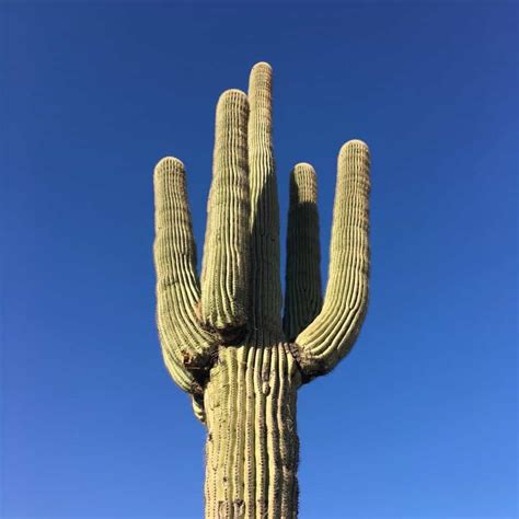 15 Tall Cactus Plants With Names - CactusWay