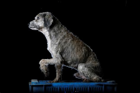 Venezuela Crisis Heartbreaking Photos Of Shelter Dogs Time