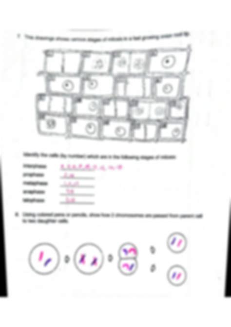 Solution Mitosis Worksheet With Answers Studypool