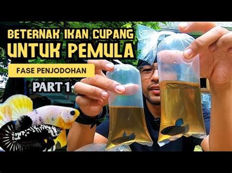 Cara Mengawinkan Ikan Cupang Ala Marcu Fase Penjodohan Part