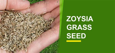 Zoysia Grass Seed Online India Buy Zoysia Grass Seed Garden World