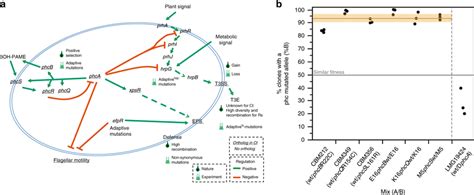 Virulence Factors And Regulatory Pathways Of R Solanacearum And Their Download Scientific