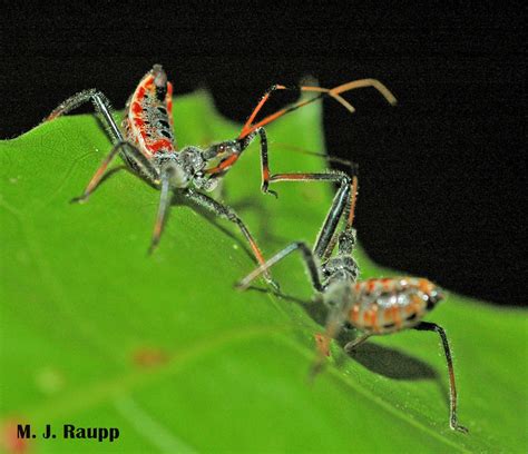 Bugs in orange and black – Three spooky assassins: milkweed assassin ...